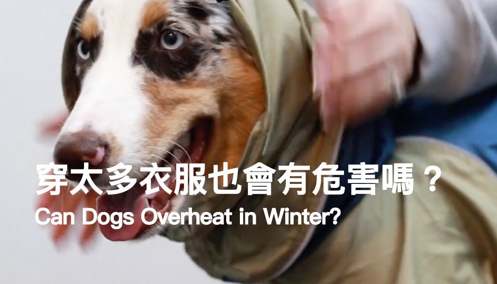 Can Dogs Overheat in Winter? - PETT2GO