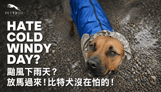Cold and Windy Days? Bring It On! My Tripod Pitbull Thrives in PETT2GO Gear! - PETT2GO