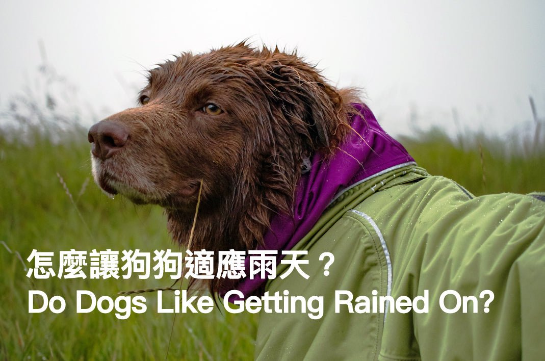 Do Dogs Like Getting Rained On? - PETT2GO