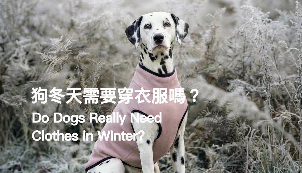 Do Dogs Really Need Clothes in Winter? 3 Things You Should Know - PETT2GO