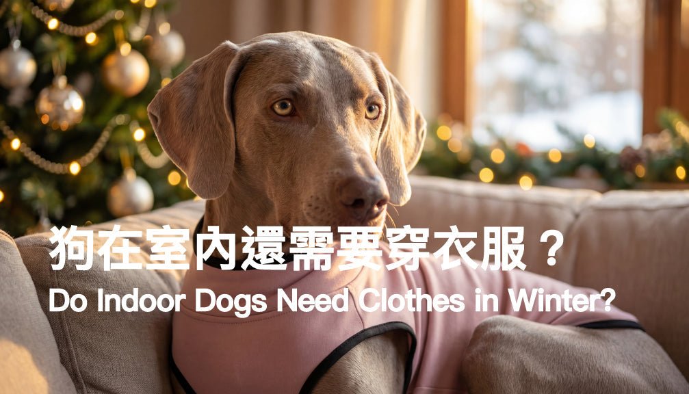 Do Indoor Dogs Need Clothes in Winter? What Vets Say - PETT2GO