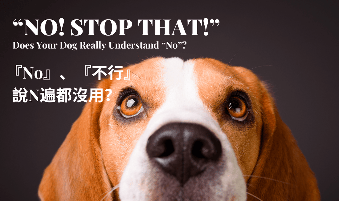 Does Your Dog Really Understand “No”? - PETT2GO