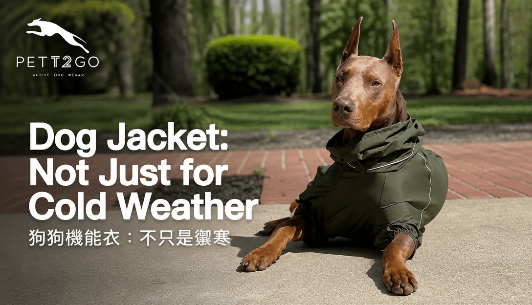 Dog Jacket: Not Just for Cold Weather - PETT2GO