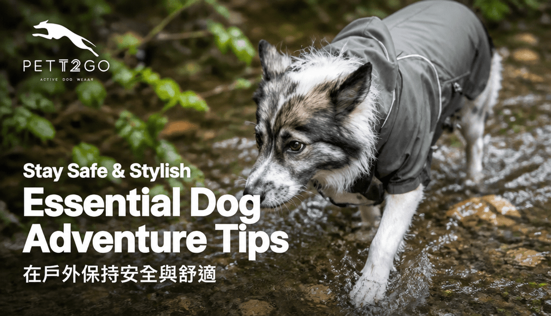 Essential Dog Adventure Tips: Stay Safe & Stylish with PETT2GO Outdoor Gear! - PETT2GO