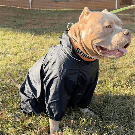 How a Happy Dog Makes a Happier Owner - PETT2GO
