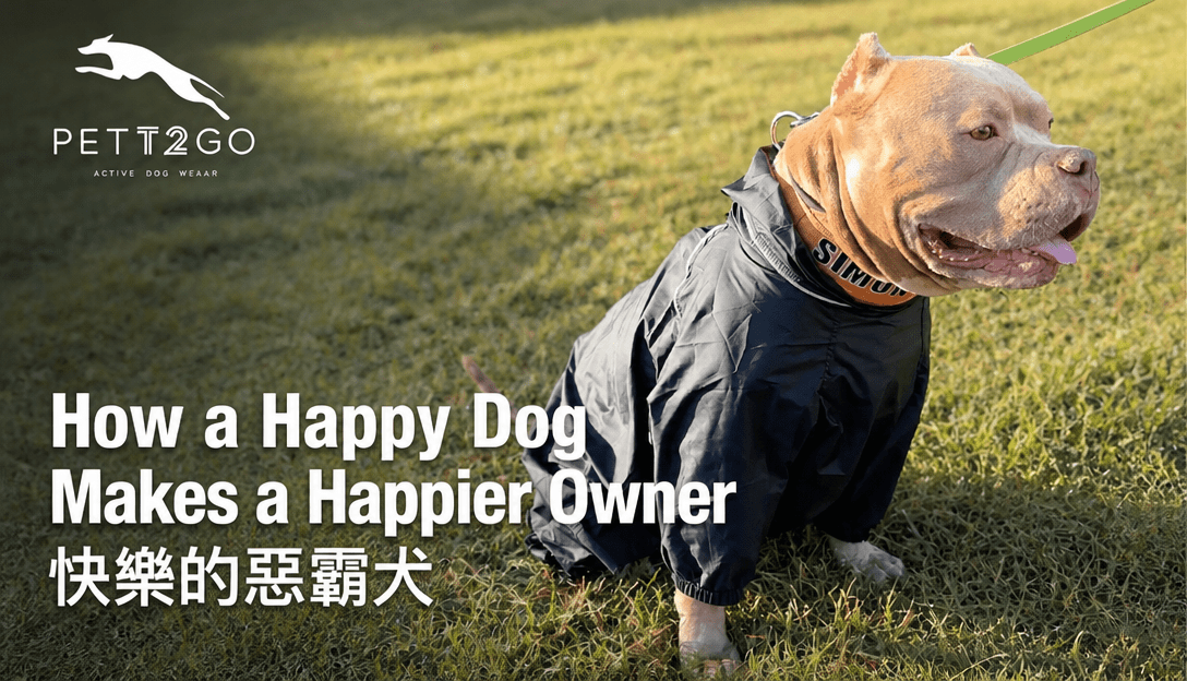 How a Happy Dog Makes a Happier Owner - PETT2GO
