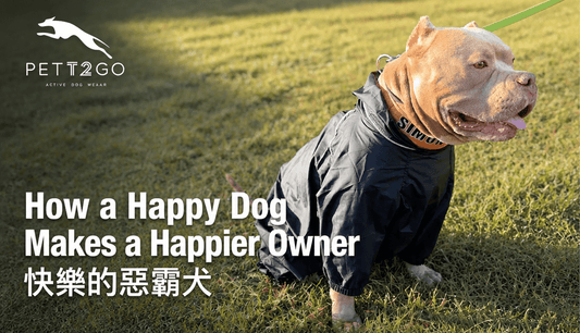 How a Happy Dog Makes a Happier Owner - PETT2GO