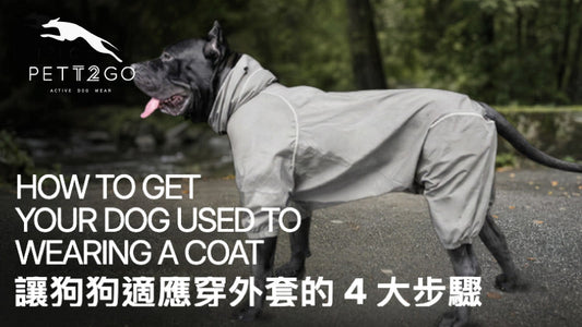 How To Get Your Dog Used To Wearing A Coat?