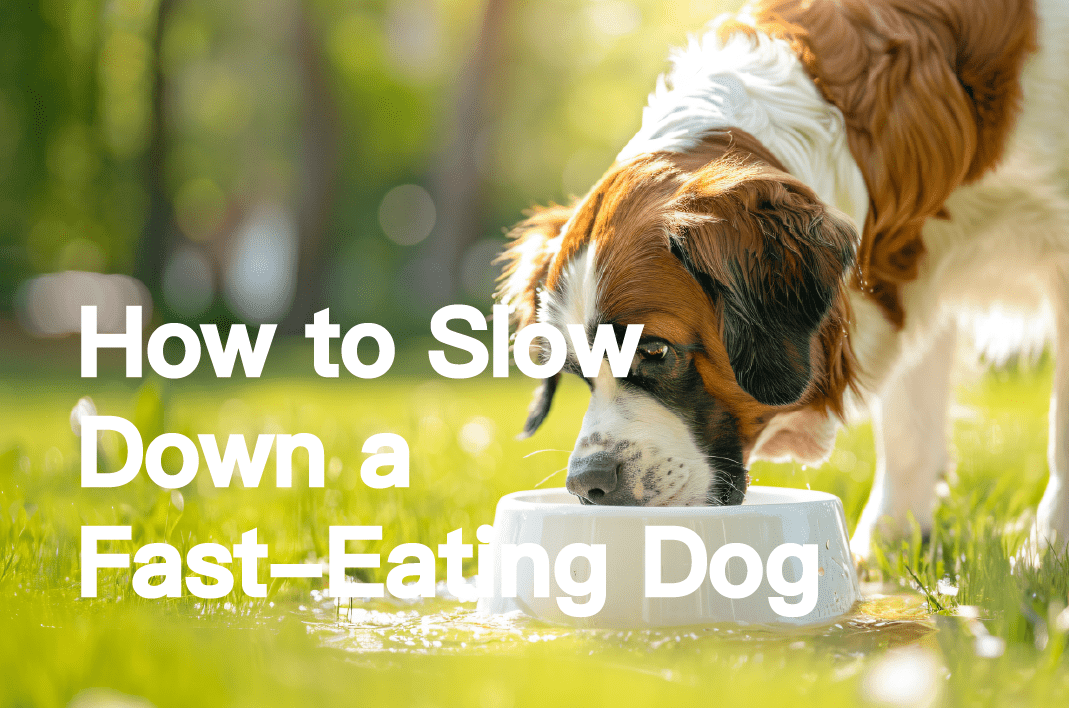 How to Slow Down a Fast-Eating Dog: 3 Proven Tips | PETT2GO