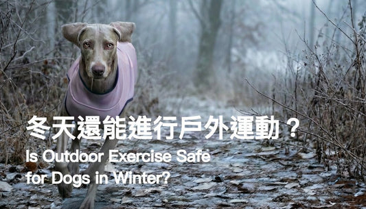 Is Outdoor Exercise Safe for Dogs in Winter? A Vet-Backed Guide | PETT2GO - PETT2GO