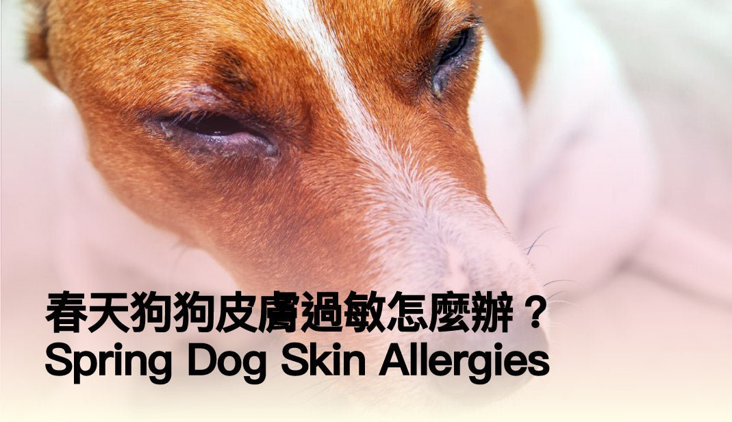 Spring Dog Skin Allergies: 4 Causes, 7 Warning Signs & Vet-Backed Prevention - PETT2GO