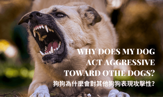 Why Does My Dog Act Aggressive Toward Other Dogs? - PETT2GO