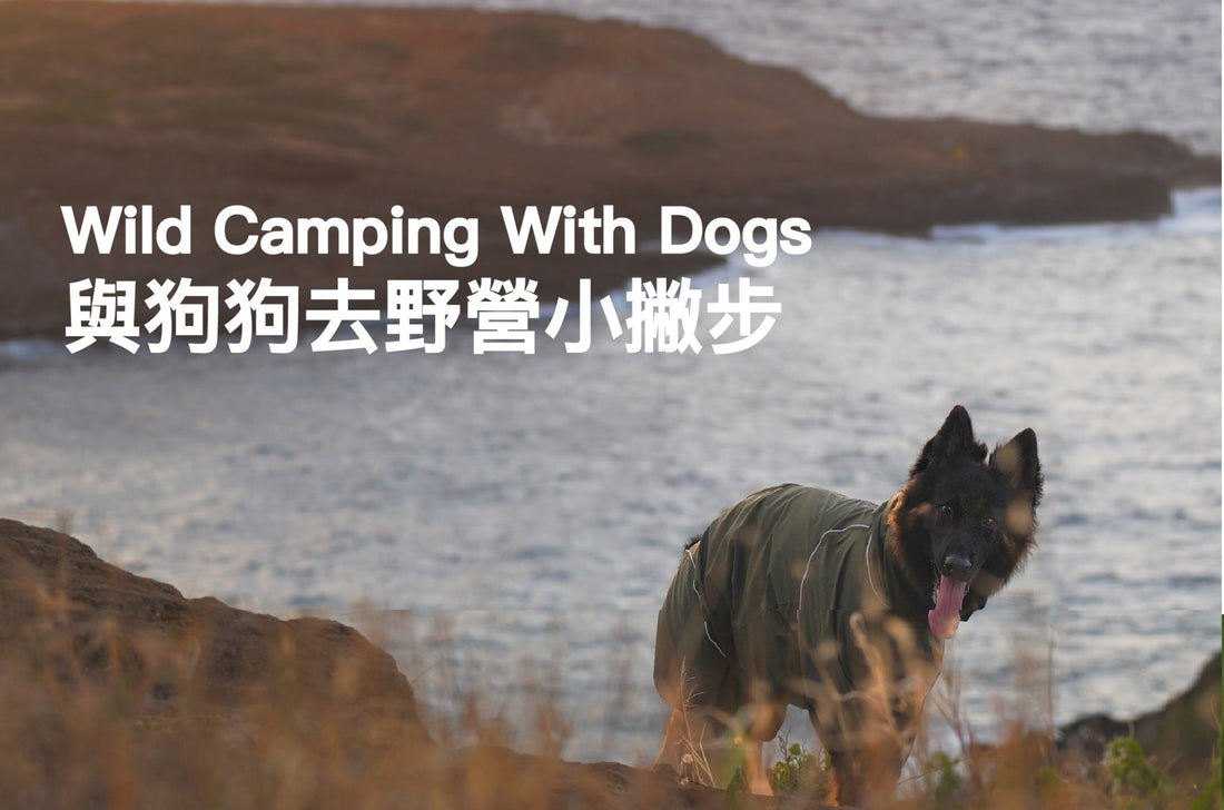 Wild Camping With Dogs: What Animal Behaviorists Say Most Owners Miss - PETT2GO