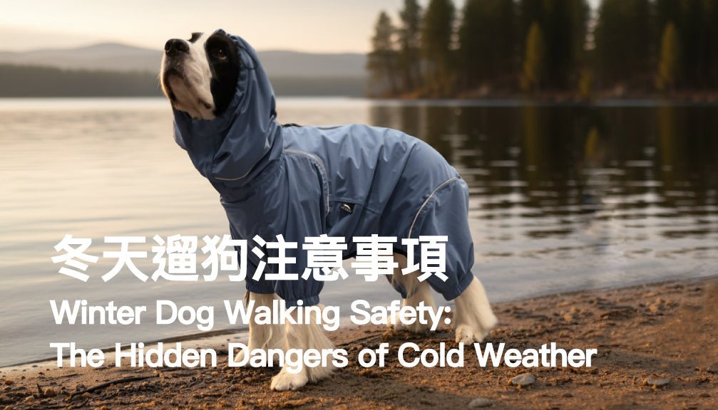 Winter Dog Walking Safety: The Hidden Dangers of Cold Weather - PETT2GO