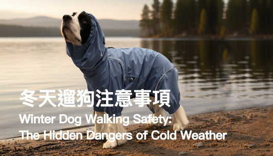 Winter Dog Walking Safety: The Hidden Dangers of Cold Weather - PETT2GO
