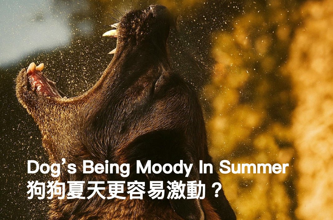 Your Dog’s Not Being Moody—Their Brain Might Be Overheating - PETT2GO