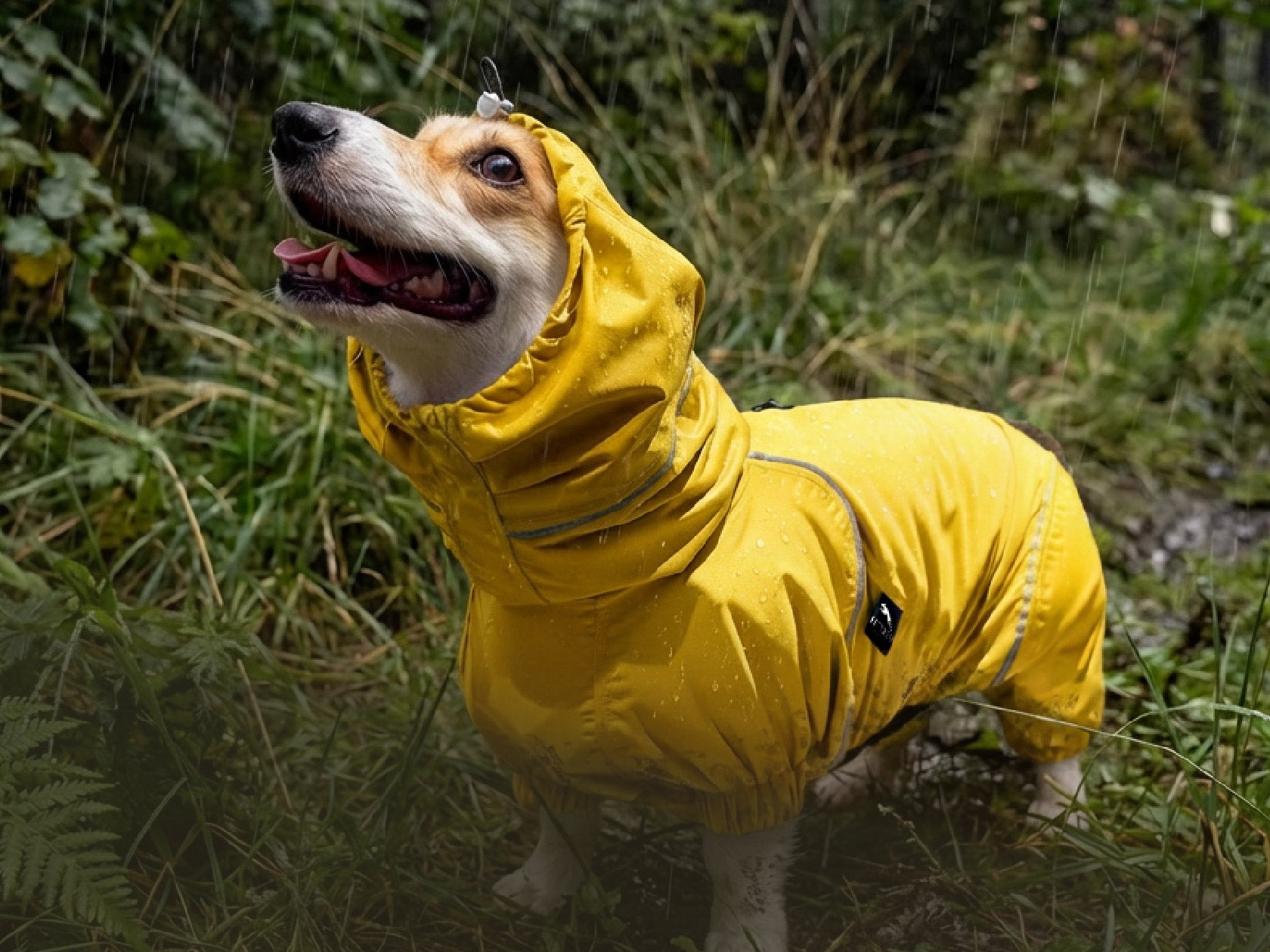 Dog wearing a yellow raincoat standing in a natural setting