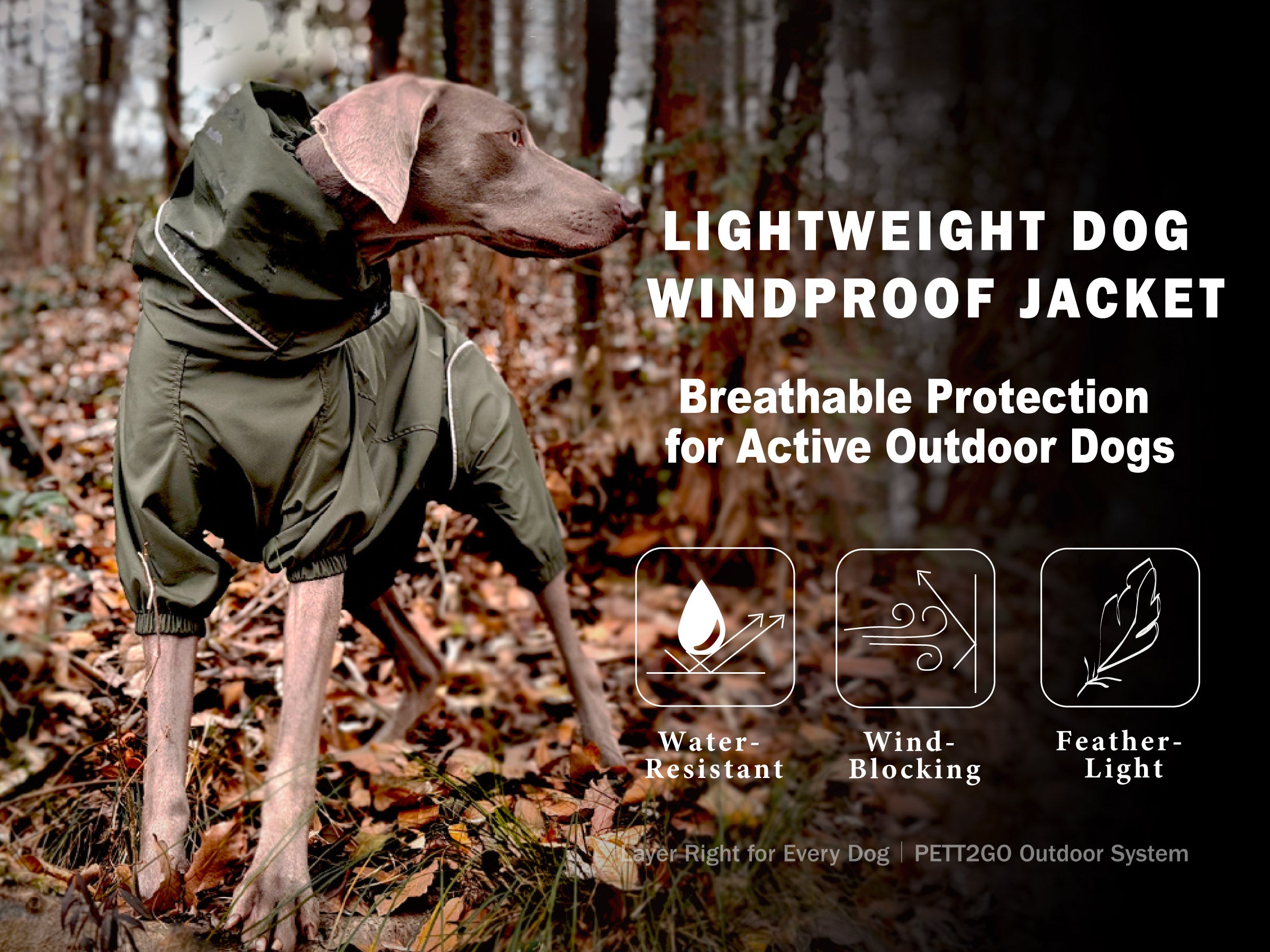 Weimaraner  wearing a green windproof jacket in a forest setting with product features highlighted.