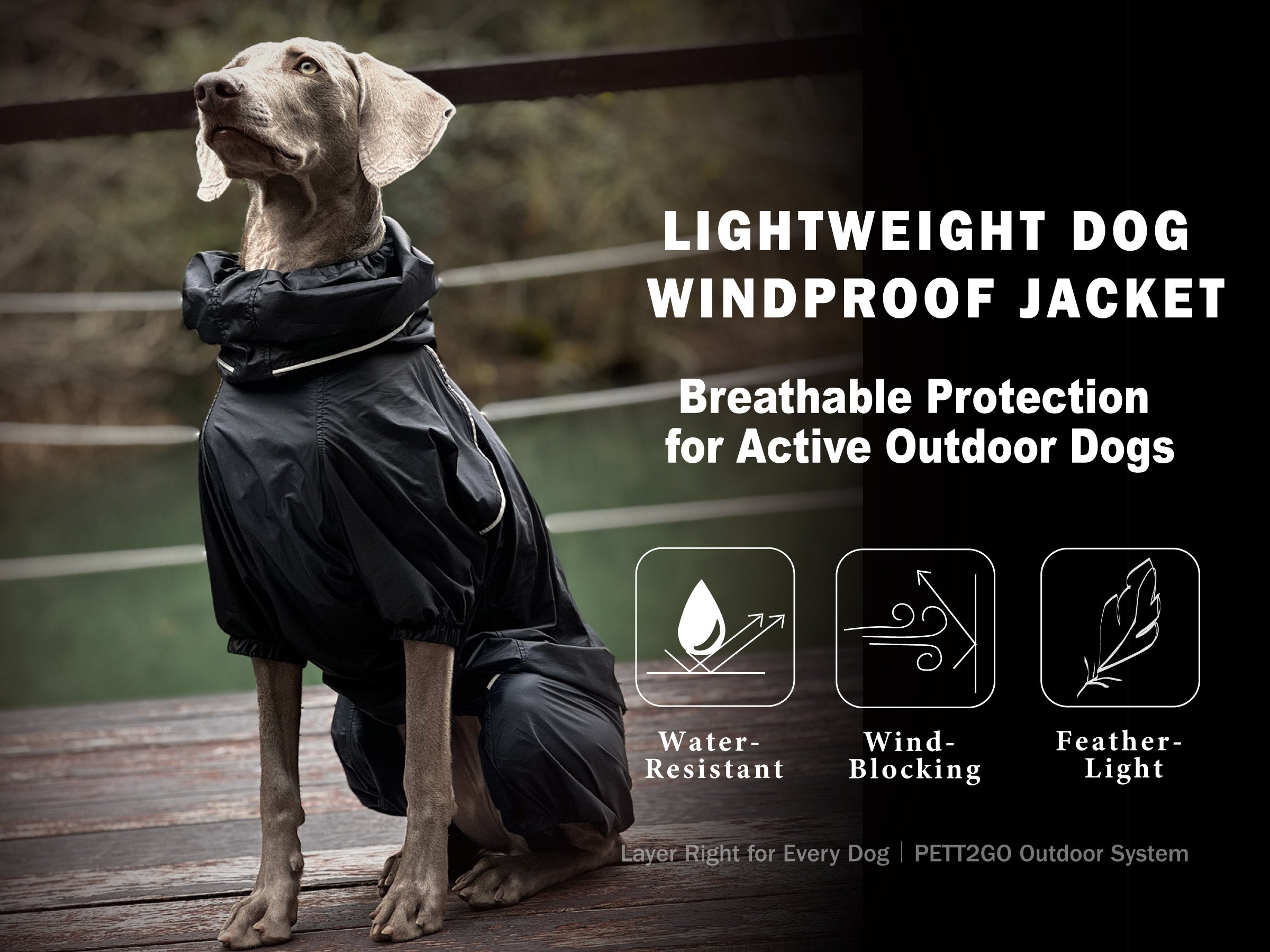 Dog wearing a black lightweight windbreaker for outdoor wind and light rain protection