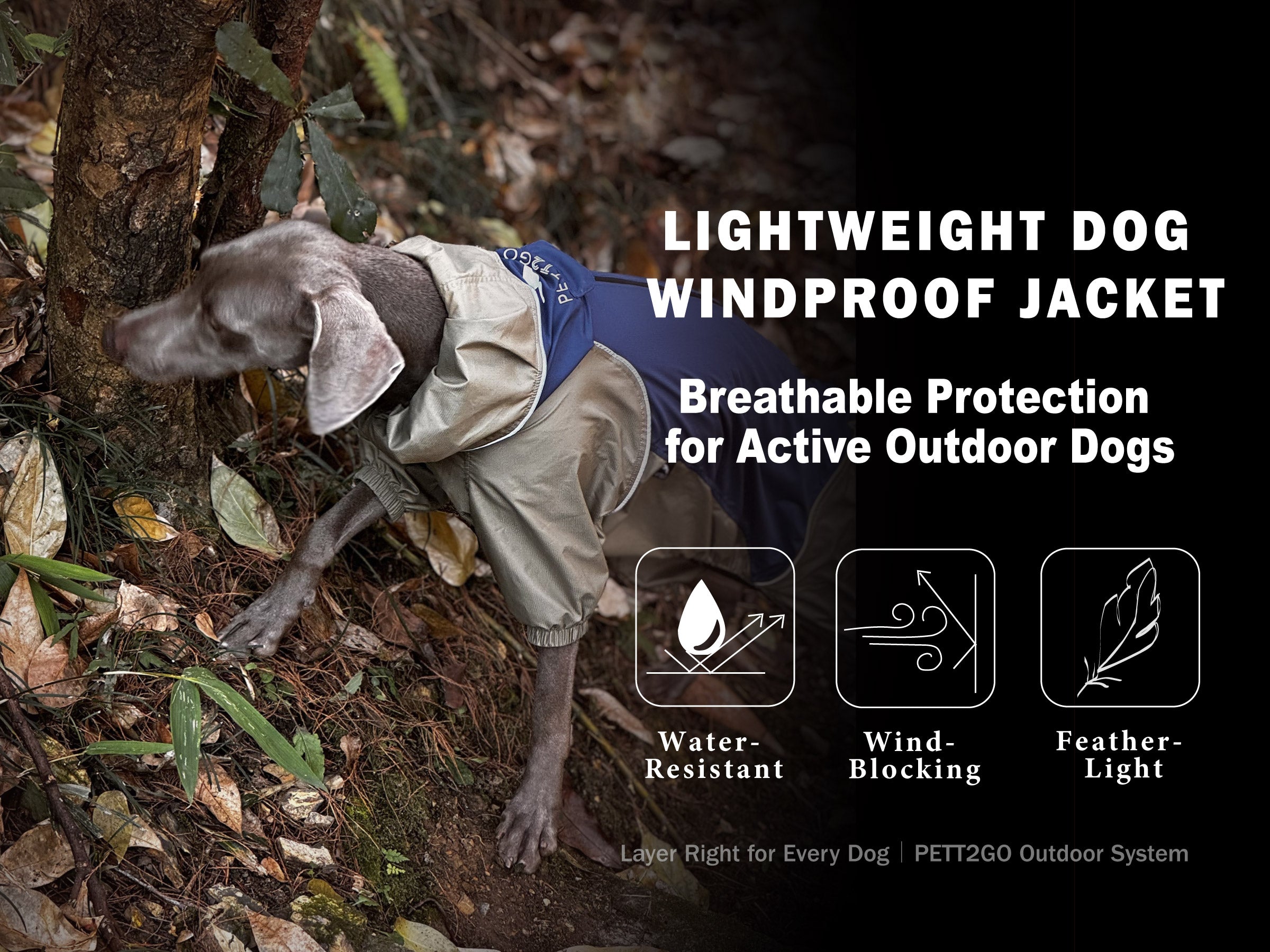 Dog wearing a navy lightweight windbreaker for outdoor wind and light rain protection
