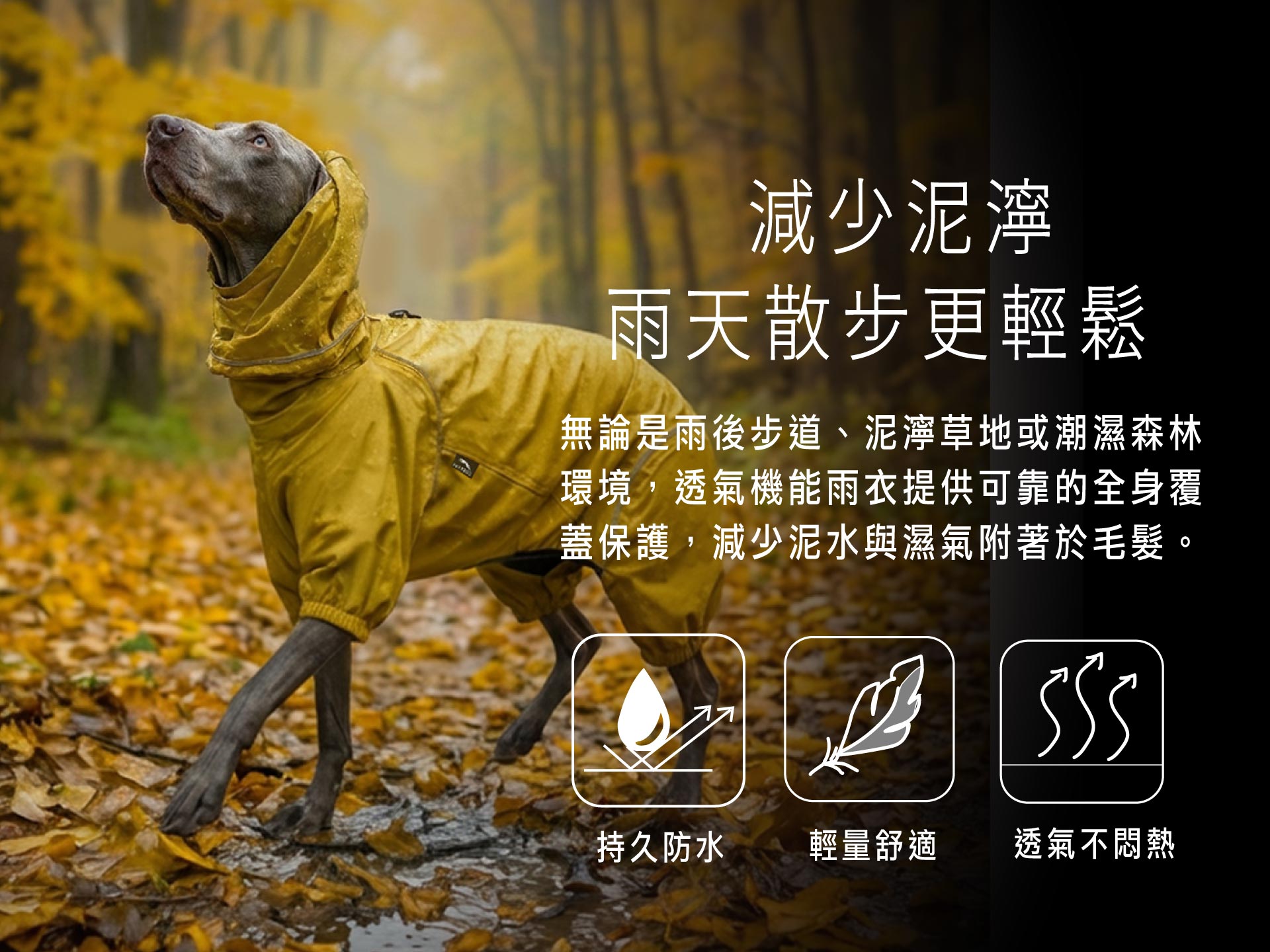 Dog wearing a yellow raincoat in a forest with text about raincoat features.