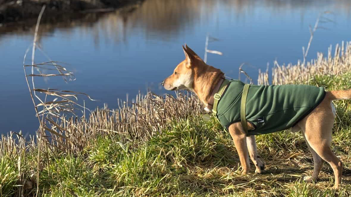 Dog wearing a PETT2GO  motion vest standing by a pond with reeds in Amsterdam, Netherlands
