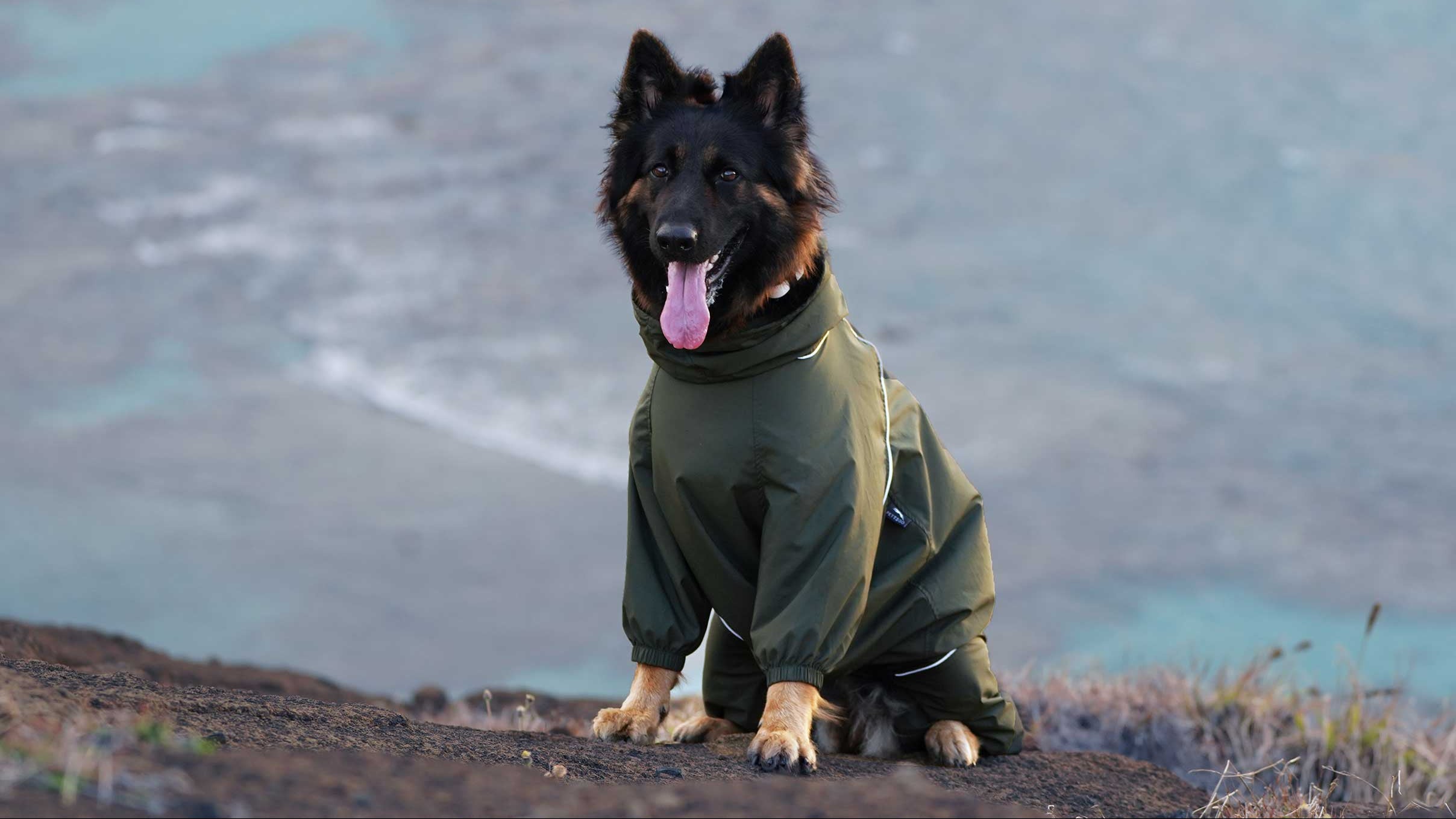 A German Shepherd dog wearing an olive green waterproof pet jacket sits on a rocky cliff overlooking a blue ocean.