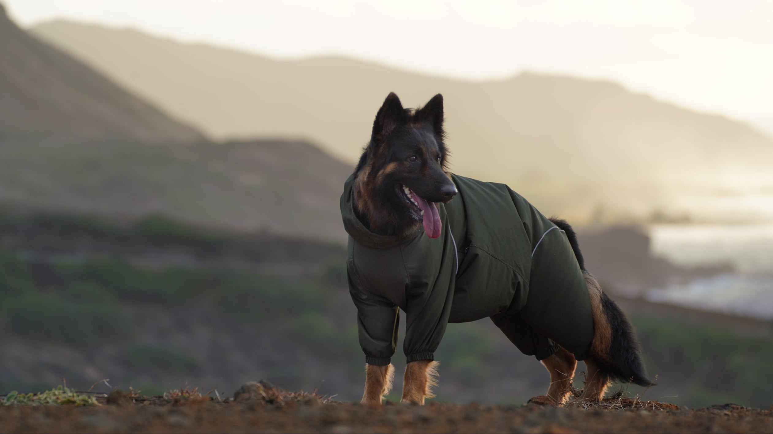 Dog wearing a PETT2GO windbreaker/green jacket/ windshell standing on a dirt path with mountains in the background