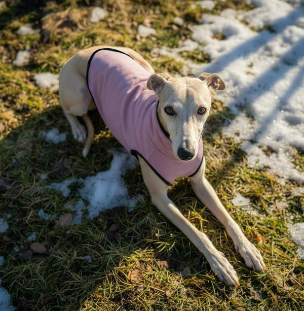 Dog wearing a pink coat lying on  grass with patches of snow in early winter.