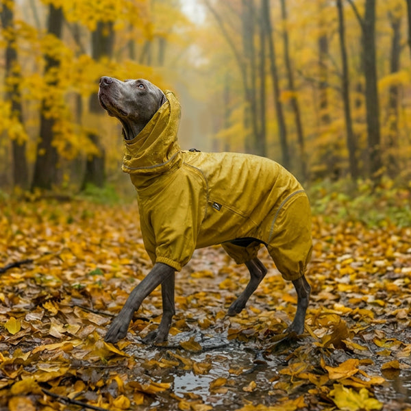 Dog in a yellow raincoat walking through a forest with autumn leaves