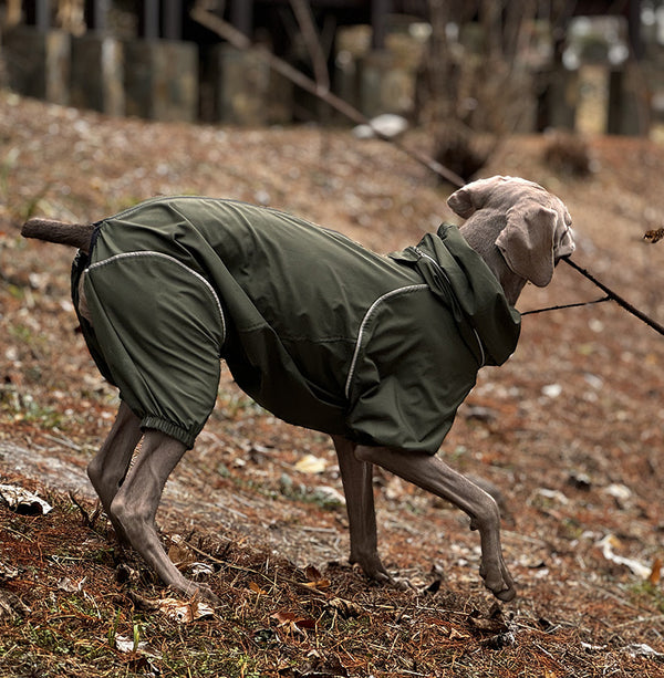 Dog wearing a green coat windshell  walking on a dirt path with a leash in fall/autumn.