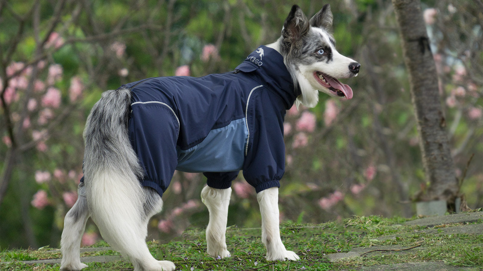 PETT2GO-board collie
- raincoat- early spring