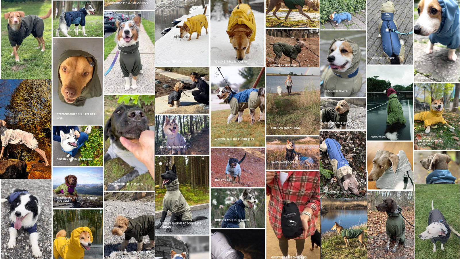 Real Wearing Proof Collage of dogs wearing  PETT2GO outdoor jacket various outfits in outdoor scenes in four seasons. 