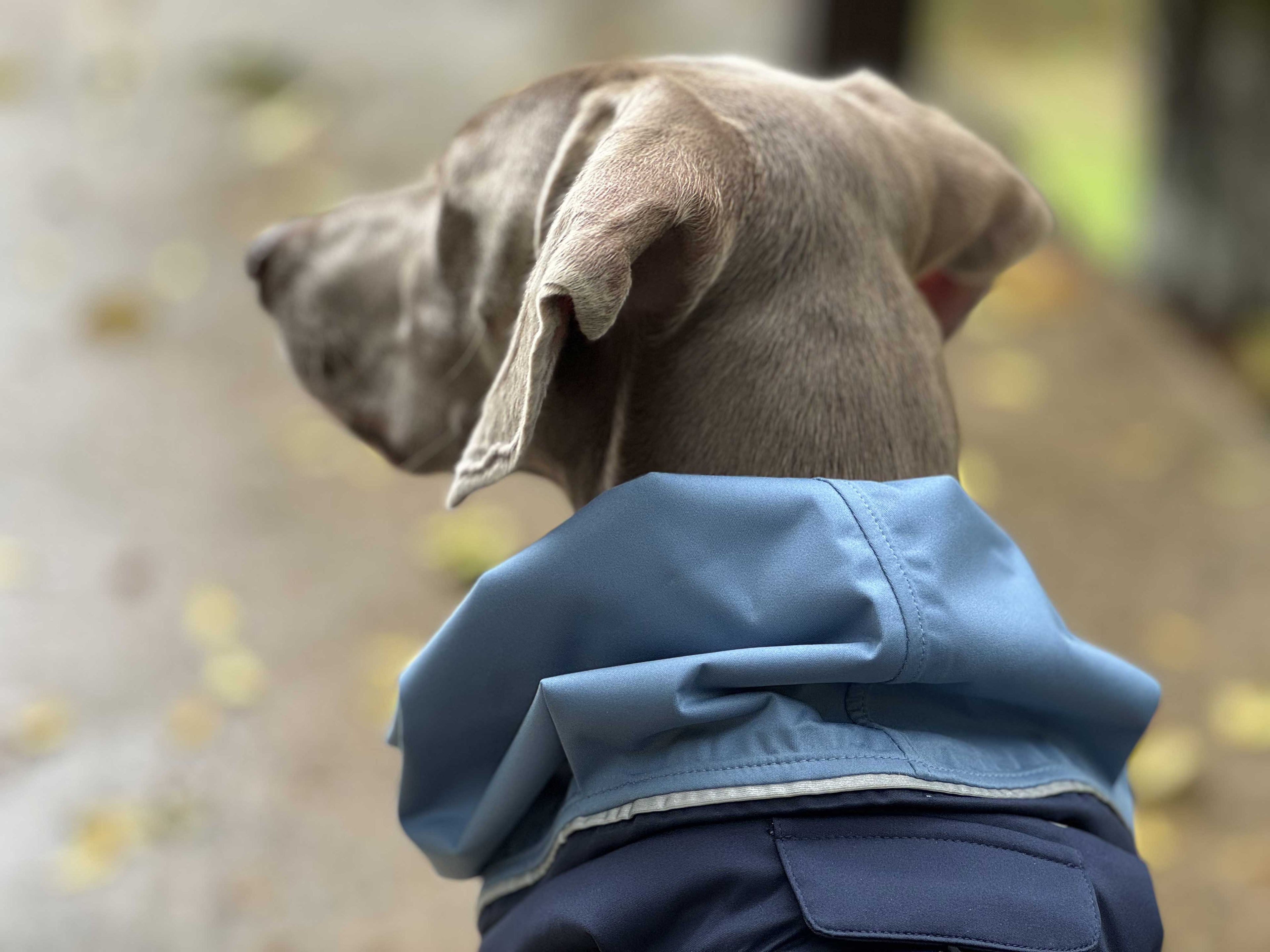 Weimeraner wearing a blue raincoat with a blurred natural background in plum rain season.