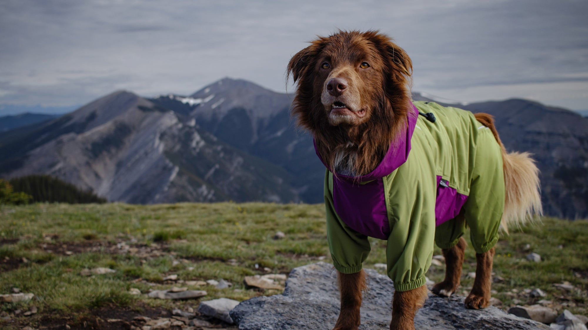 Dog in a green and purple coat standing on a rocky outcrop with mountains in the Canadian background
