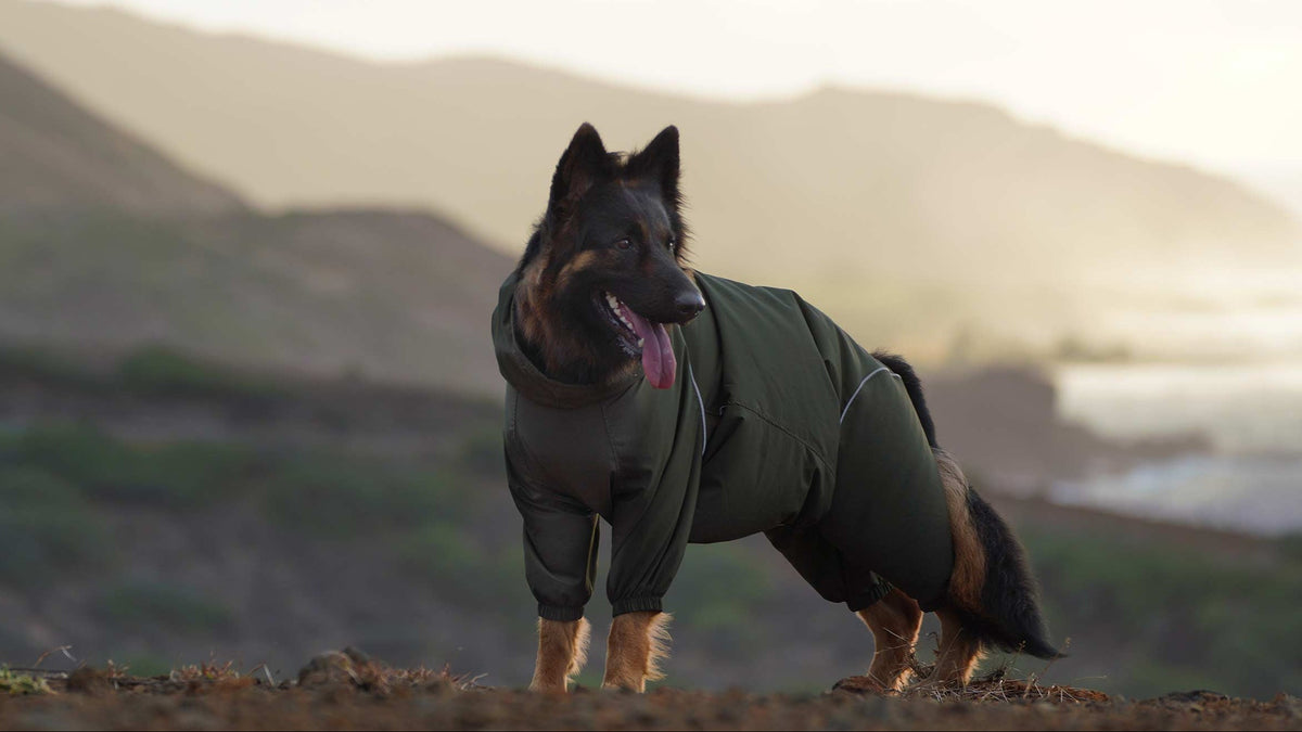 Dog Windy Weather Tips | Lightweight Outdoor Protection | PETT2GO
