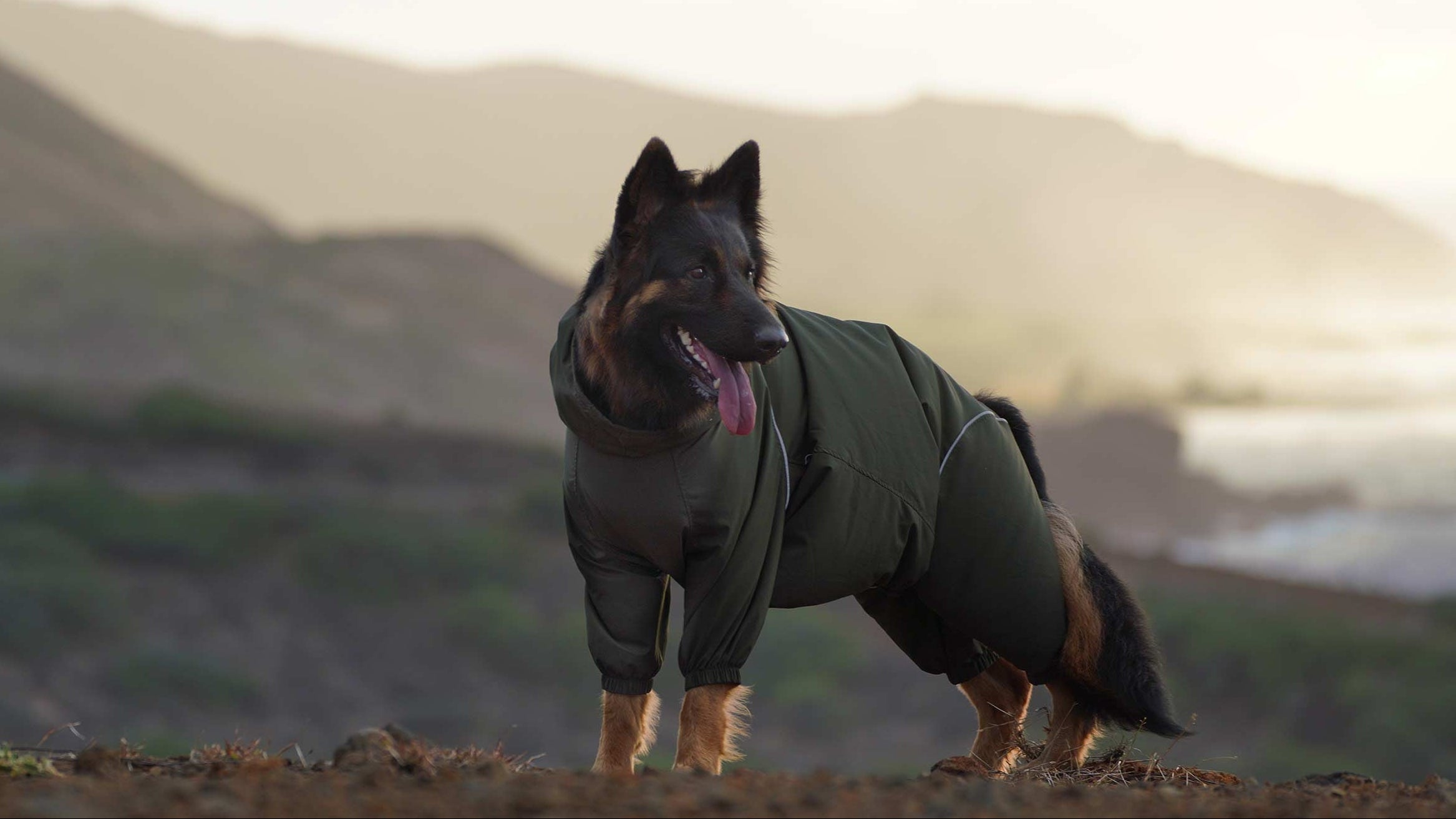 Dog wearing a green windbreaker standing on a dirt path with mountains in the hawaii background