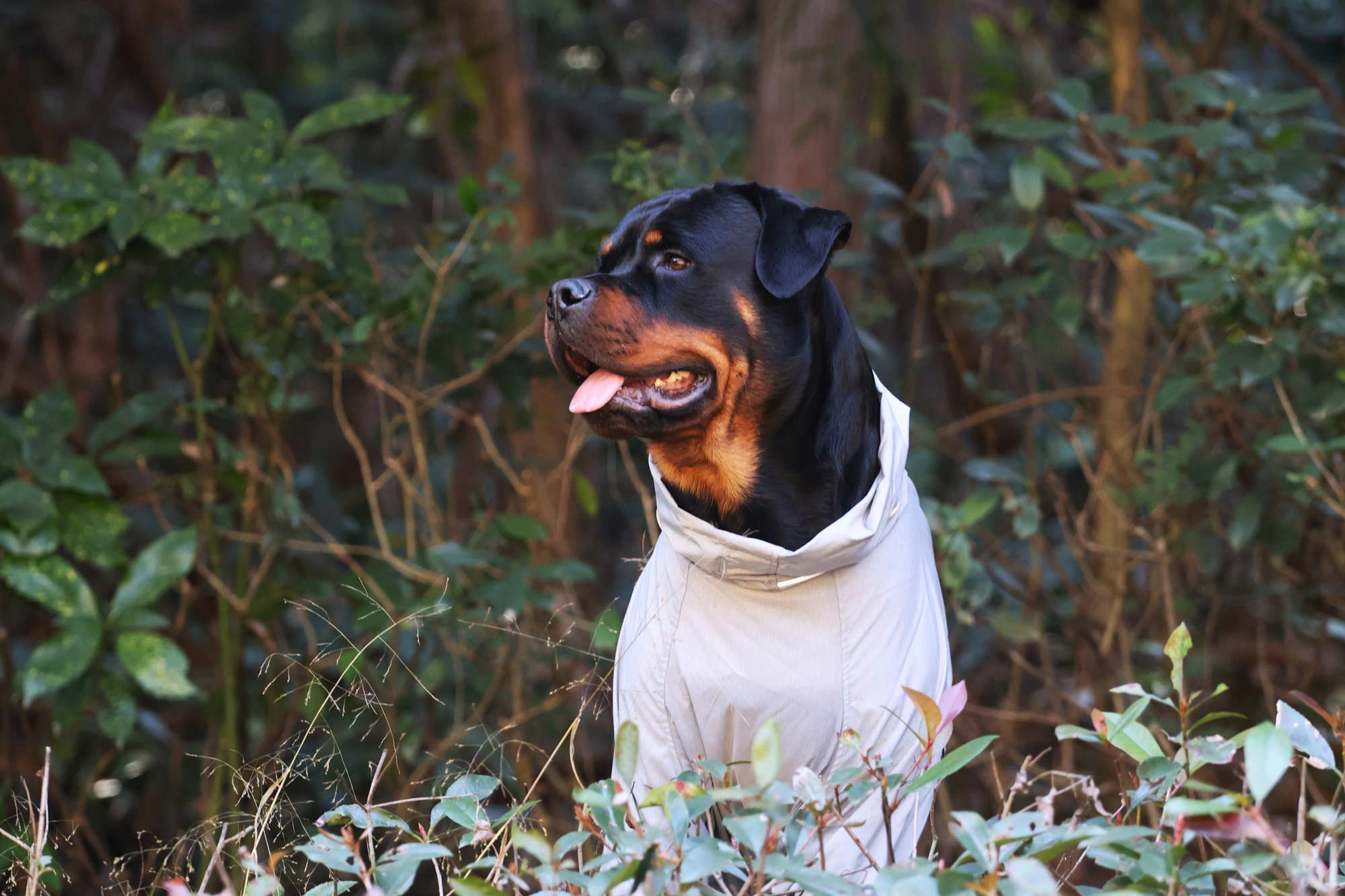 Dog in a white shirt standing among green foliage