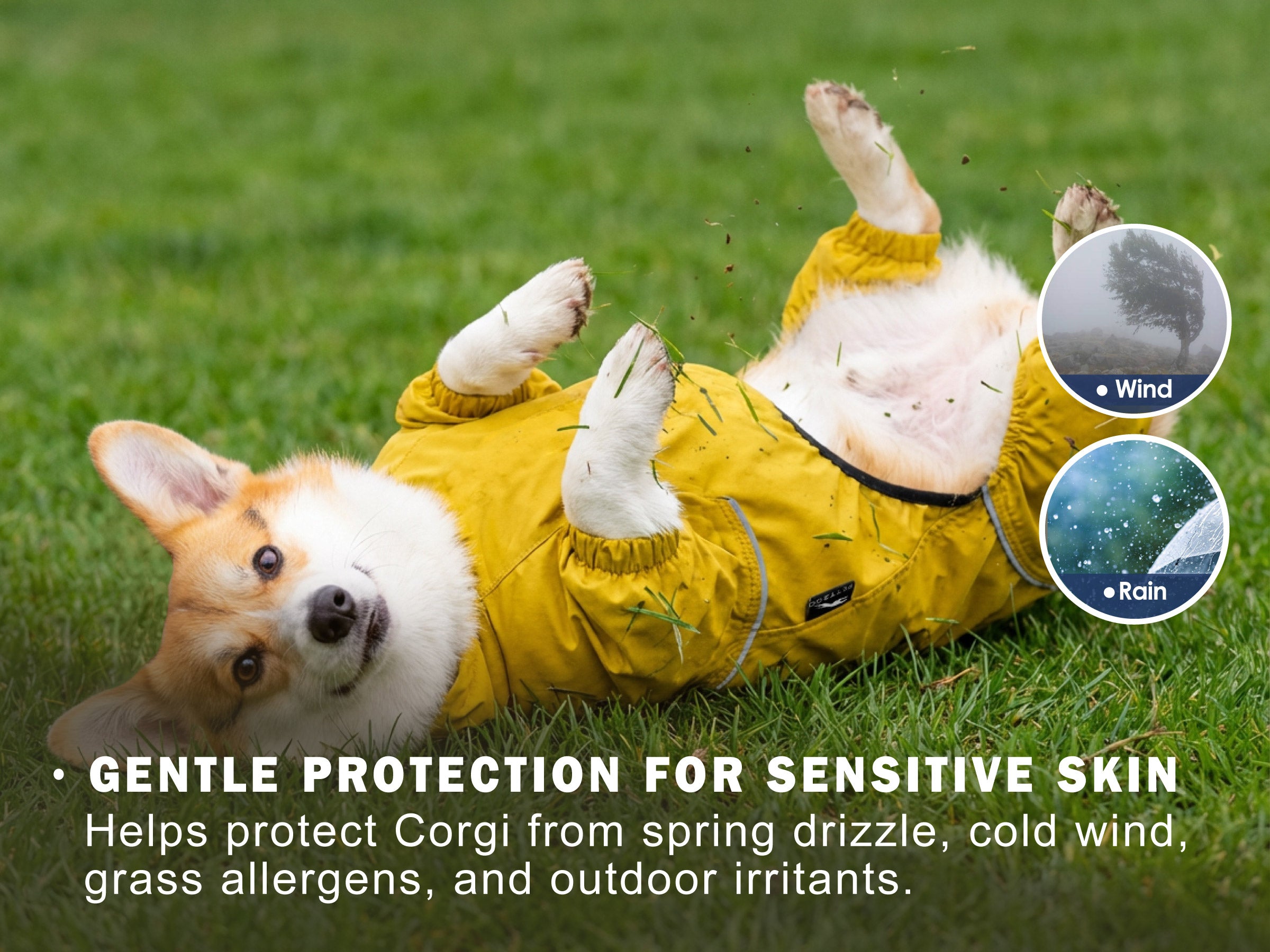 Corgi wearing full-coverage raincoat on grass to protect sensitive skin from spring drizzle, wind, pollen, and outdoor allergens