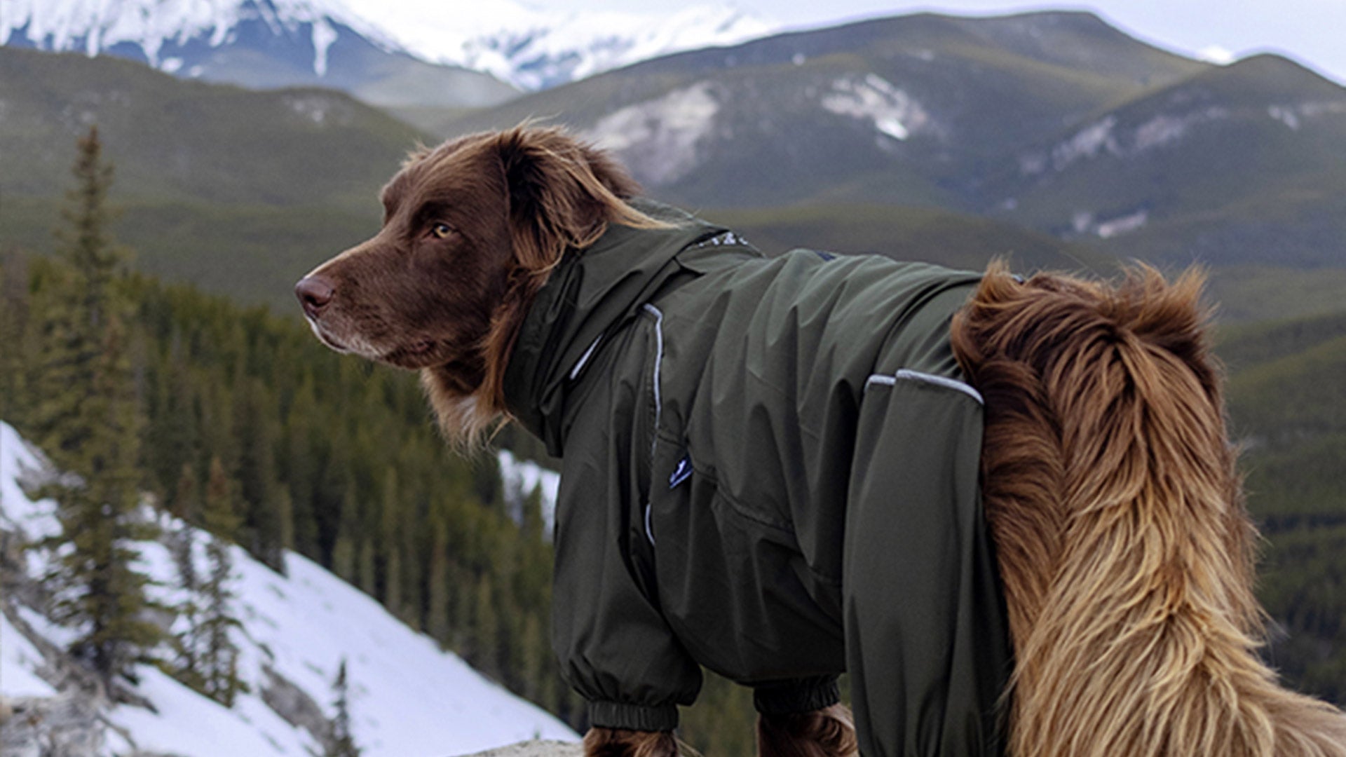 Dog wearing a green jacket in a snowy mountain landscape in Canada