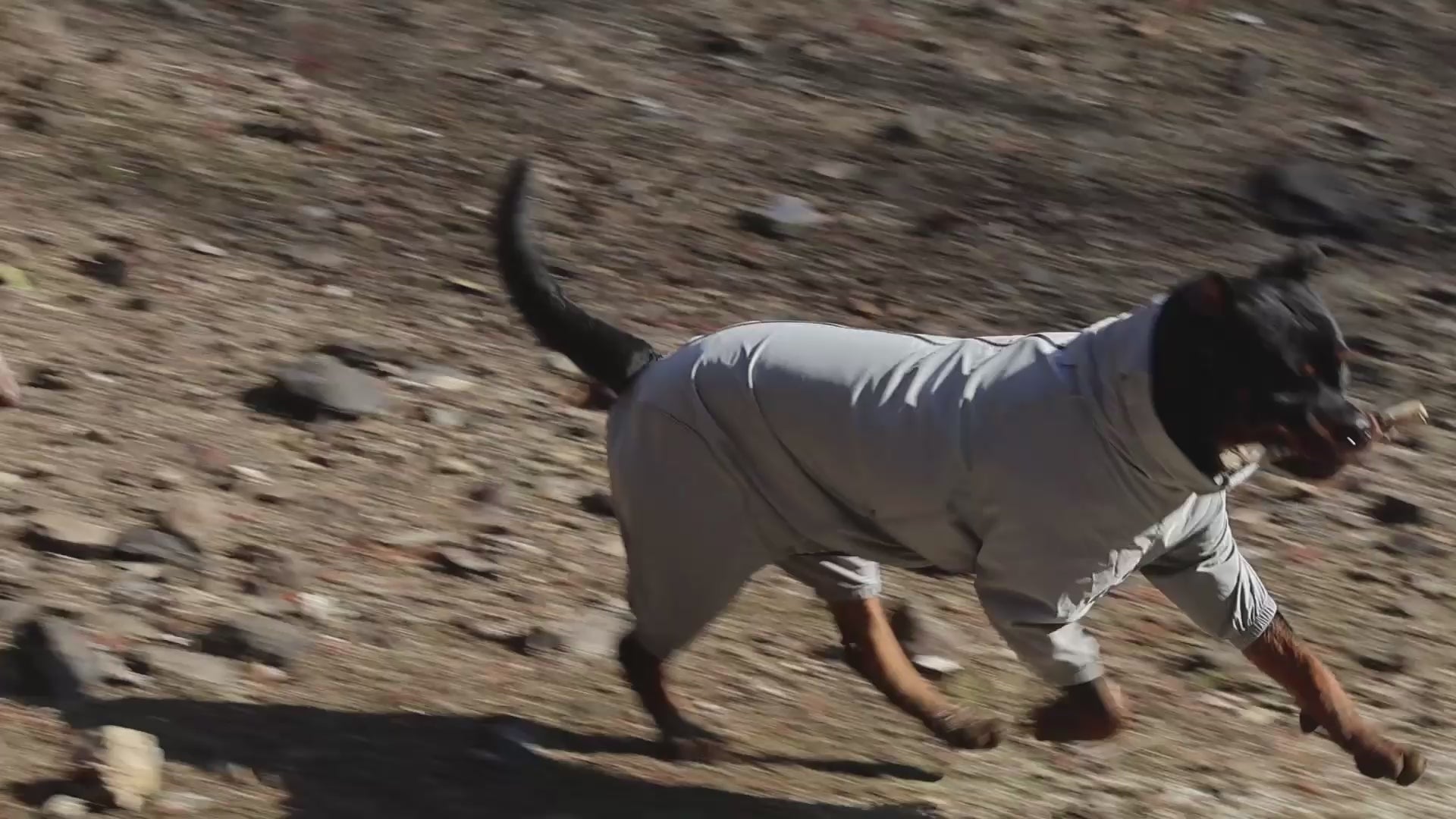 Load video: PETT2GO-Rottweiler
- windbreaker-running in forest-grey 