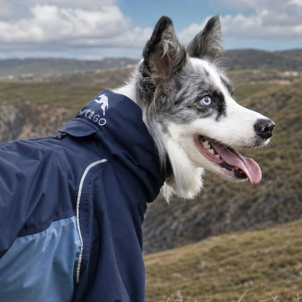 Dog wearing a blue jacket with a mountainous landscape in the background